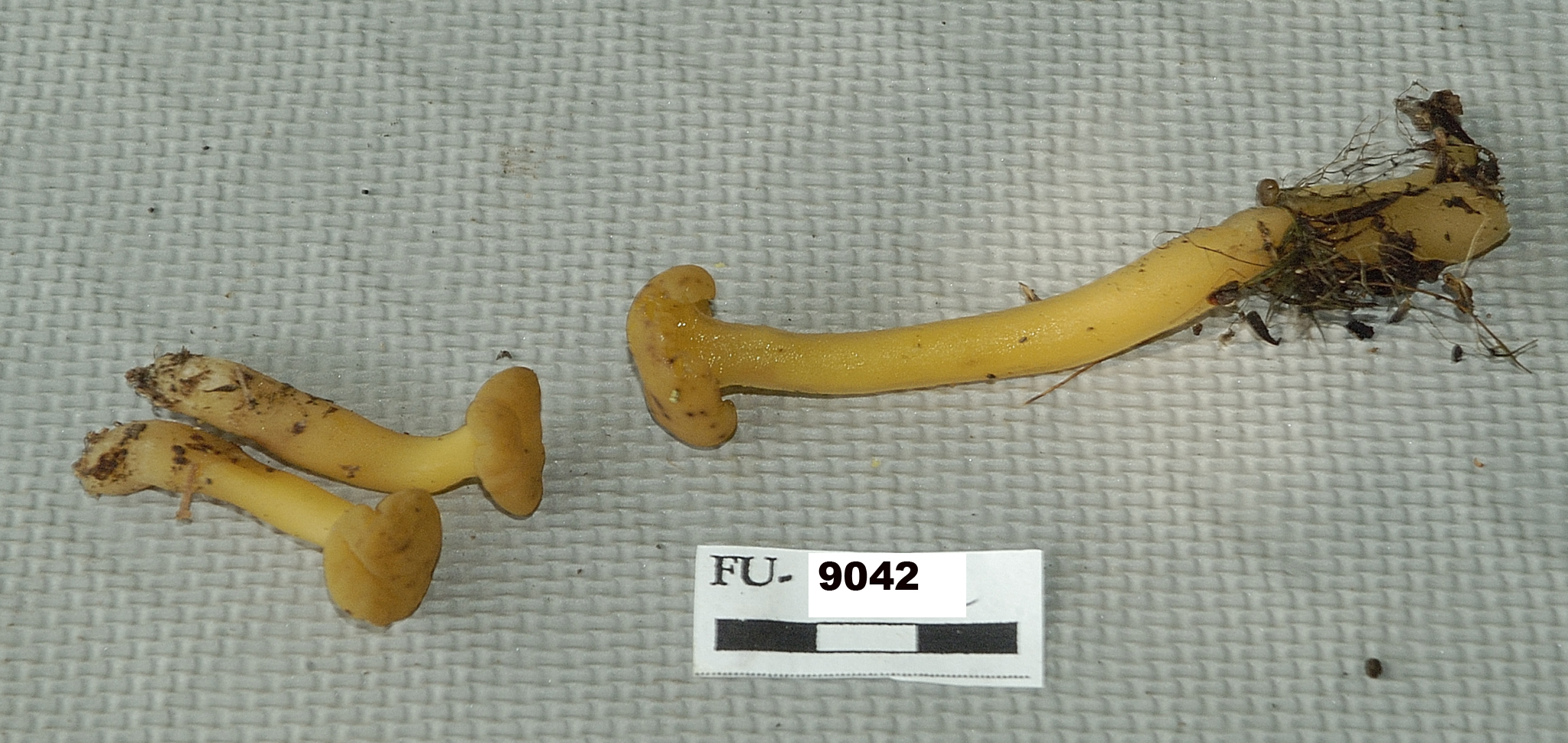 Image of Hygrocybe flavescens, a species of fungi.