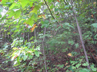 GRSM Accuracy Assessment. Plot Code: GRSM_AA_0680_4