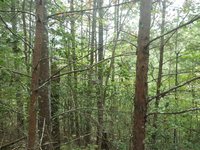 GRSM Accuracy Assessment. Plot Code: GRSM_AA_0326_4