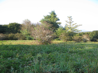 GRSM Accuracy Assessment. Plot Code: GRSM_AA_0305_6