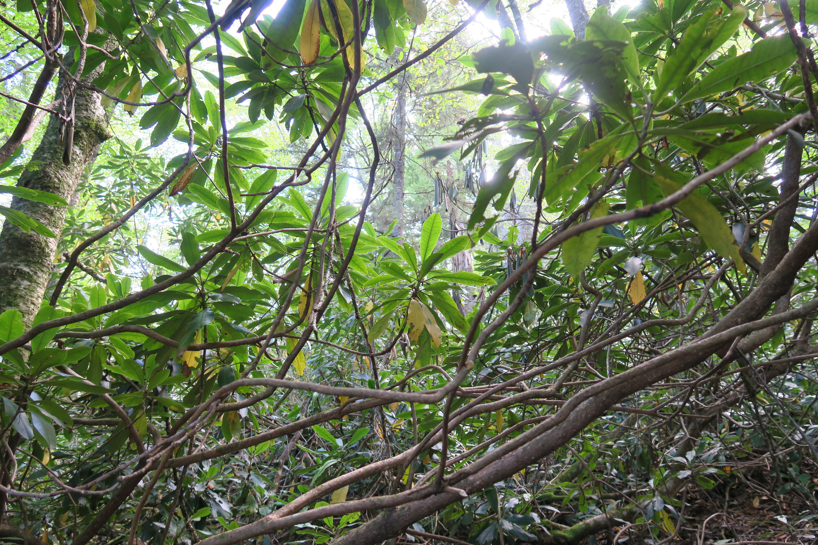 GRSM Accuracy Assessment. Plot Code: GRSM_AA_0867_4