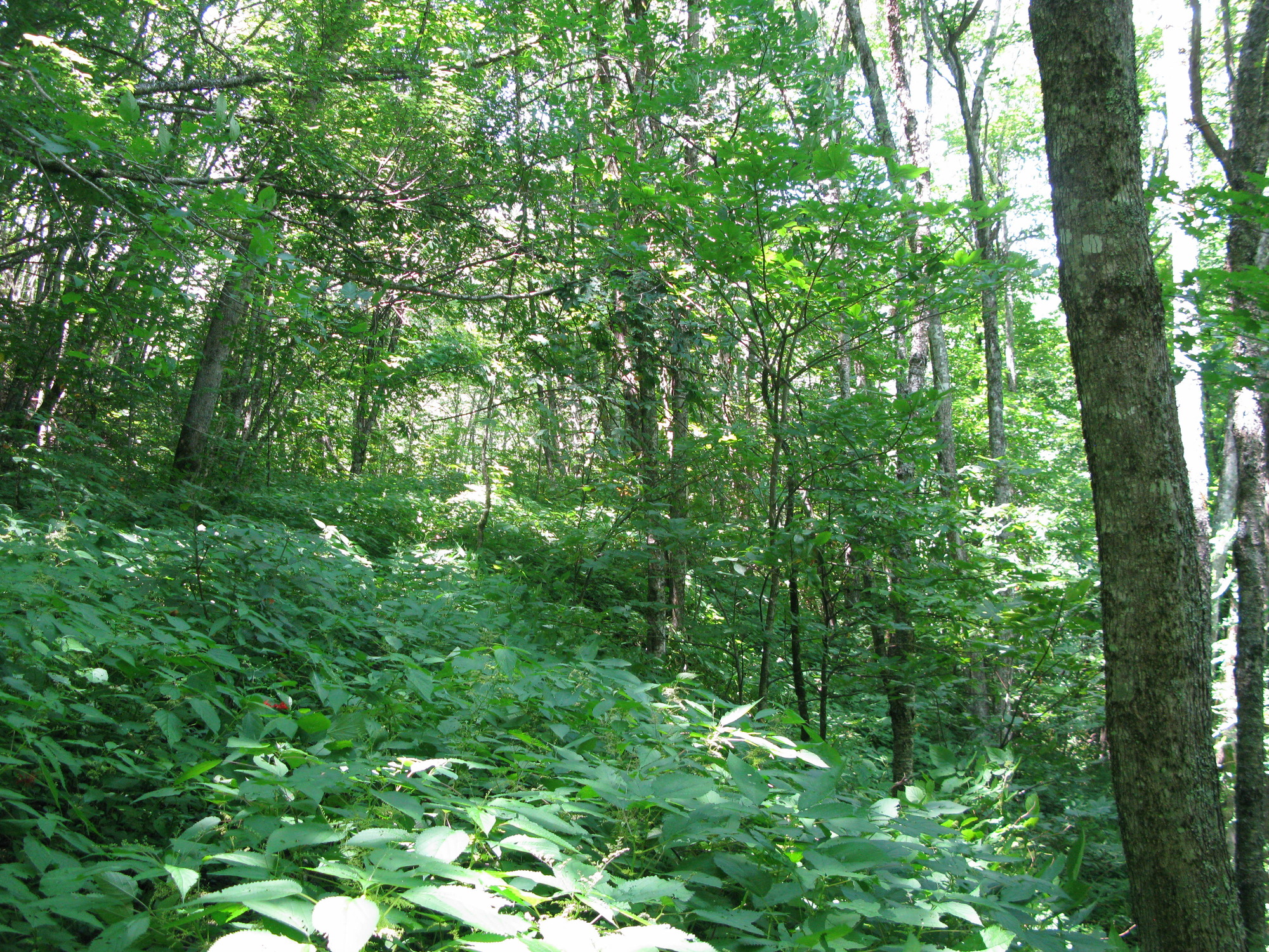 GRSM Accuracy Assessment. Plot Code: GRSM_AA_0852_2