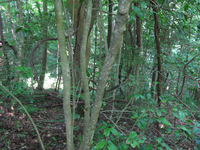 Plot Code: GRSM_AA_0617_5