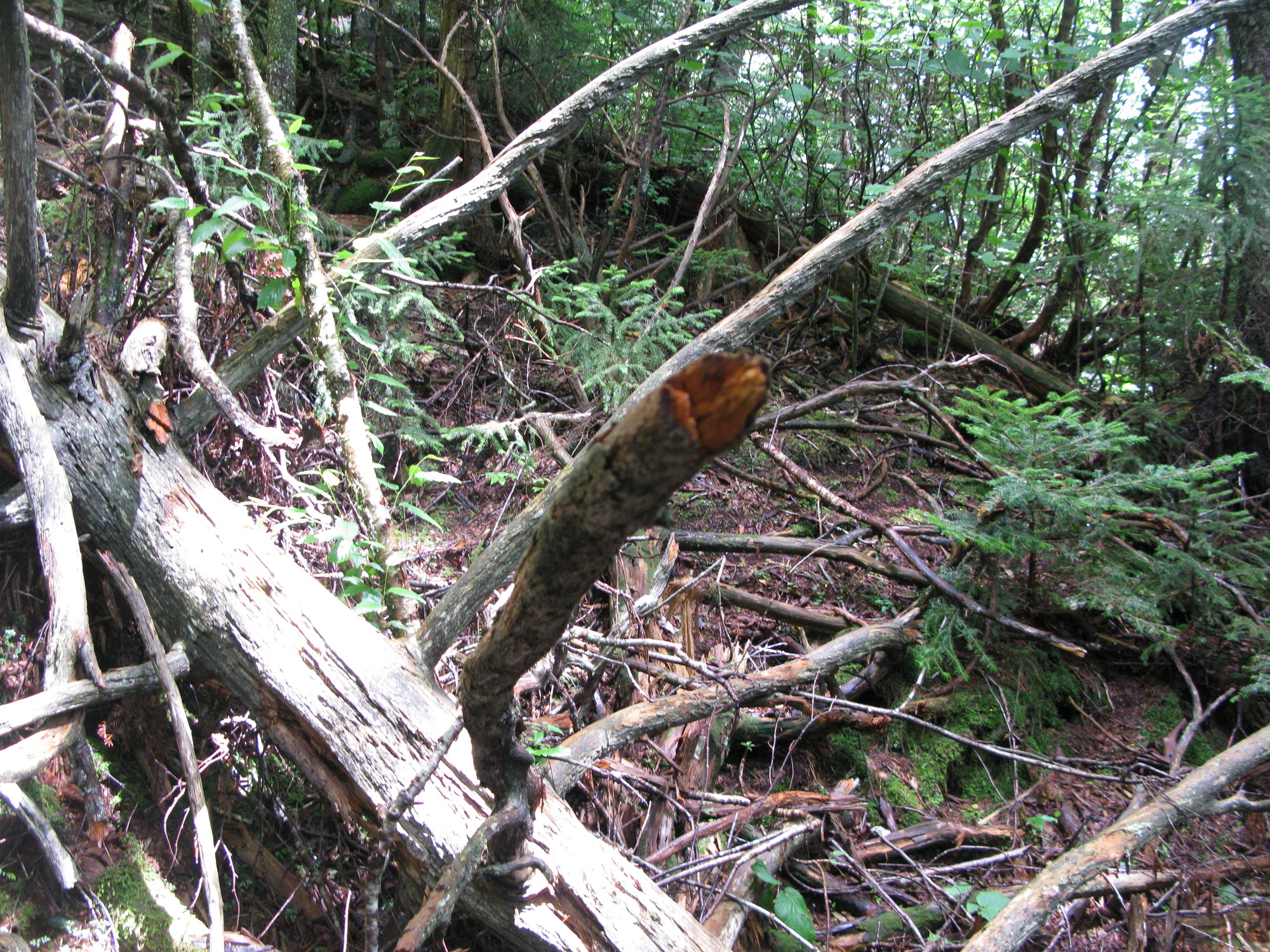 GRSM Accuracy Assessment. Plot Code: GRSM_AA_0035_3