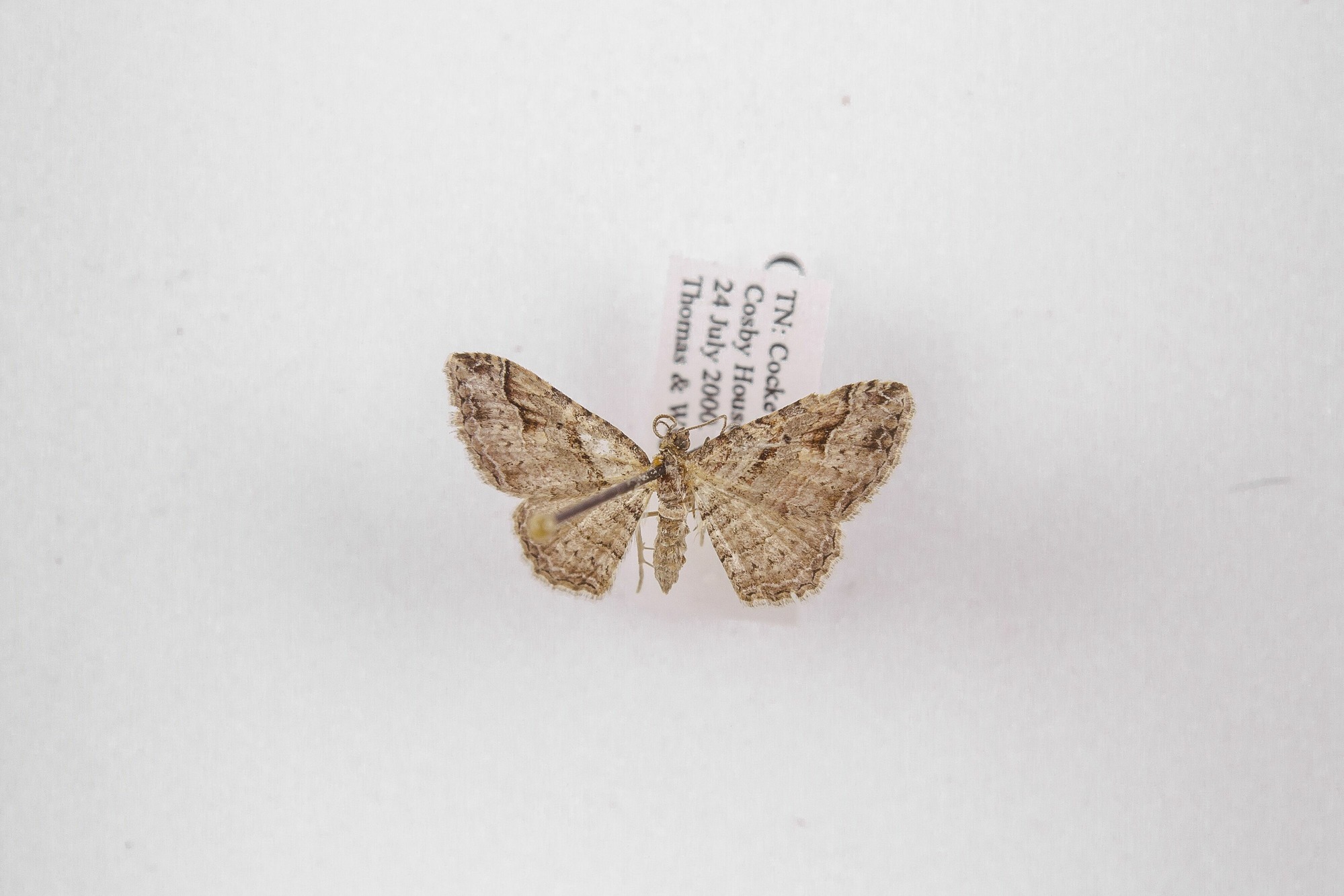 Image of Orthonama centrostrigaria, a species of Animalia