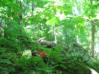 GRSM Accuracy Assessment. Plot Code: GRSM_AA_0203_5