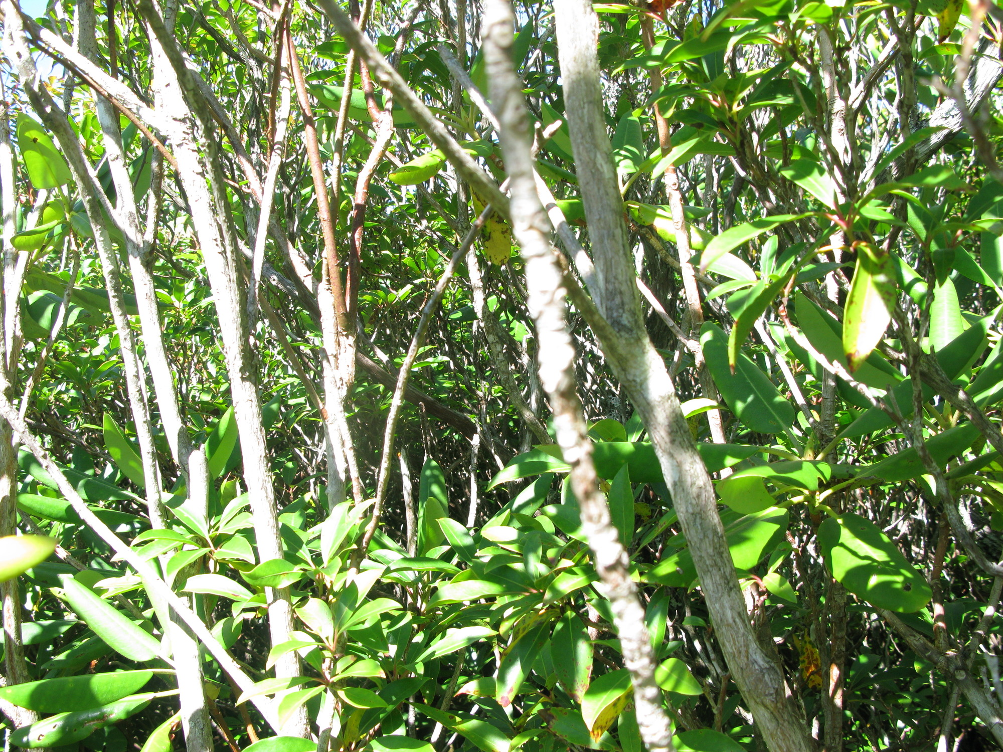 GRSM Accuracy Assessment. Plot Code: GRSM_AA_0595_5