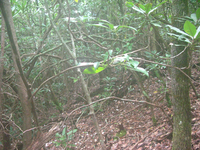 GRSM Accuracy Assessment. Plot Code: GRSM_AA_0793_3