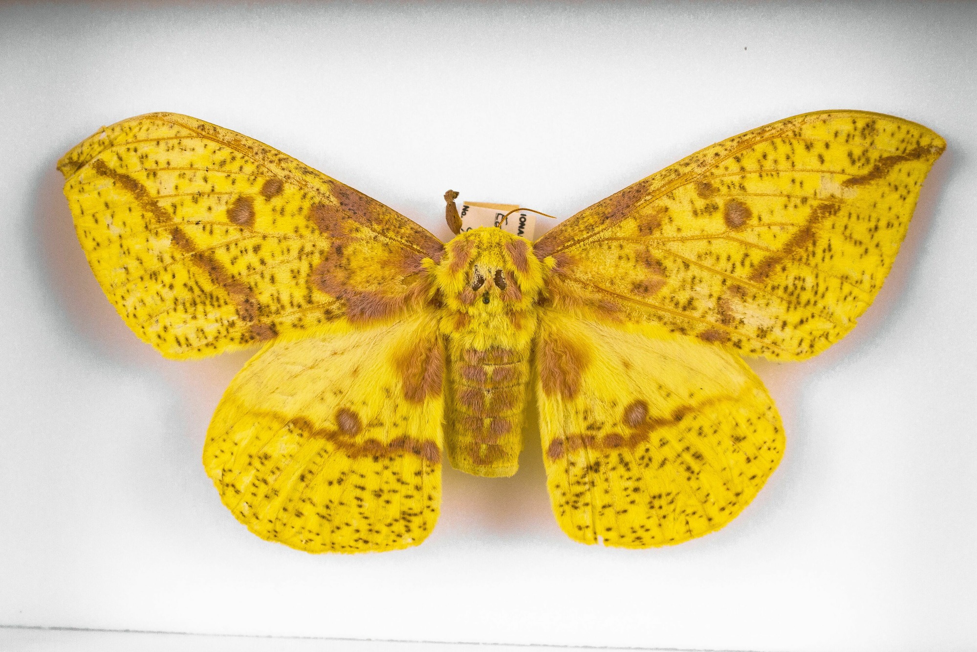 Image of Eacles imperialis, a species of Insect