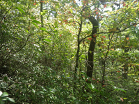 GRSM Accuracy Assessment. Plot Code: GRSM_AA_0327_4