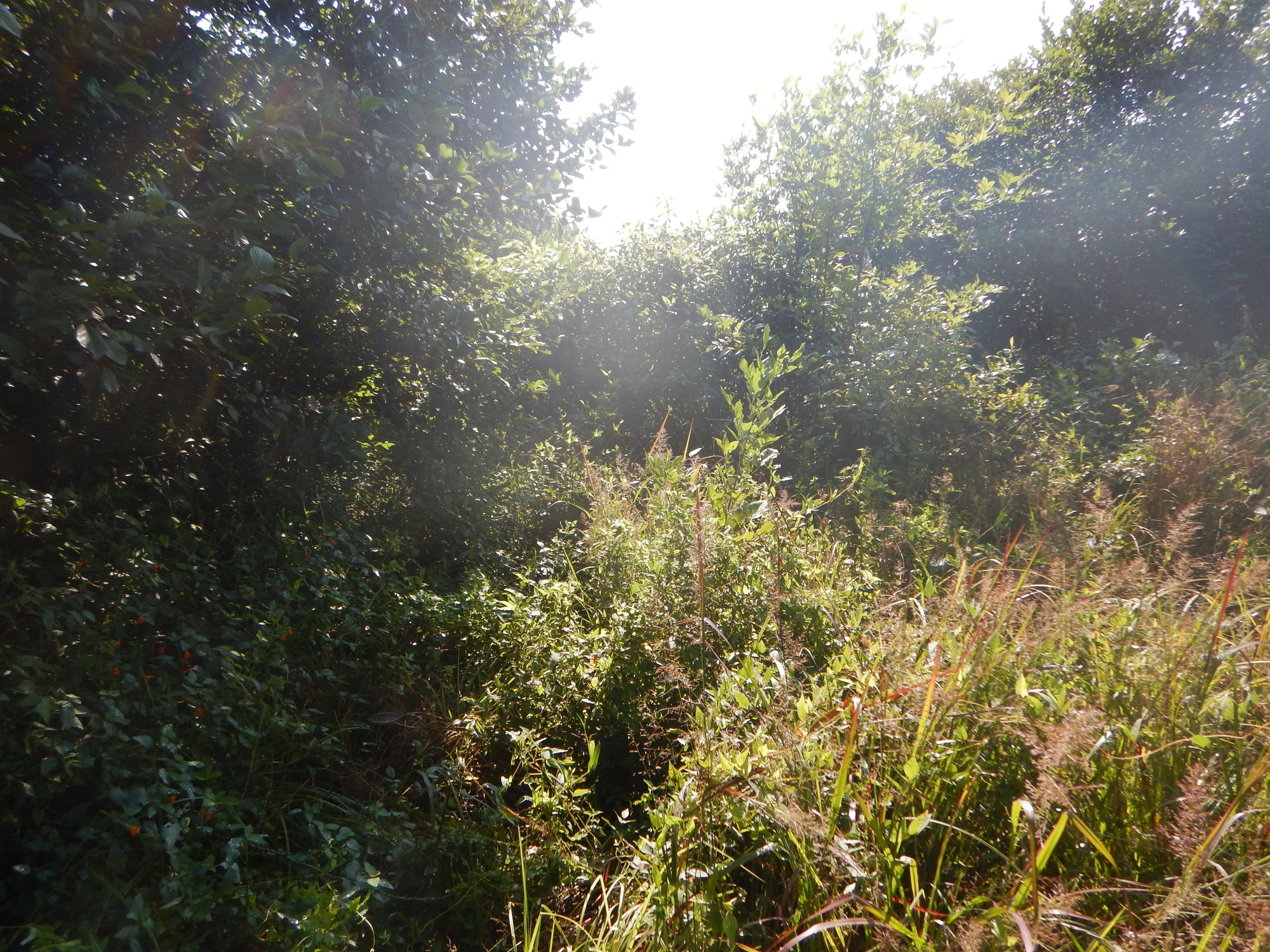 GRSM Accuracy Assessment. Plot Code: GRSM_AA_0463_3