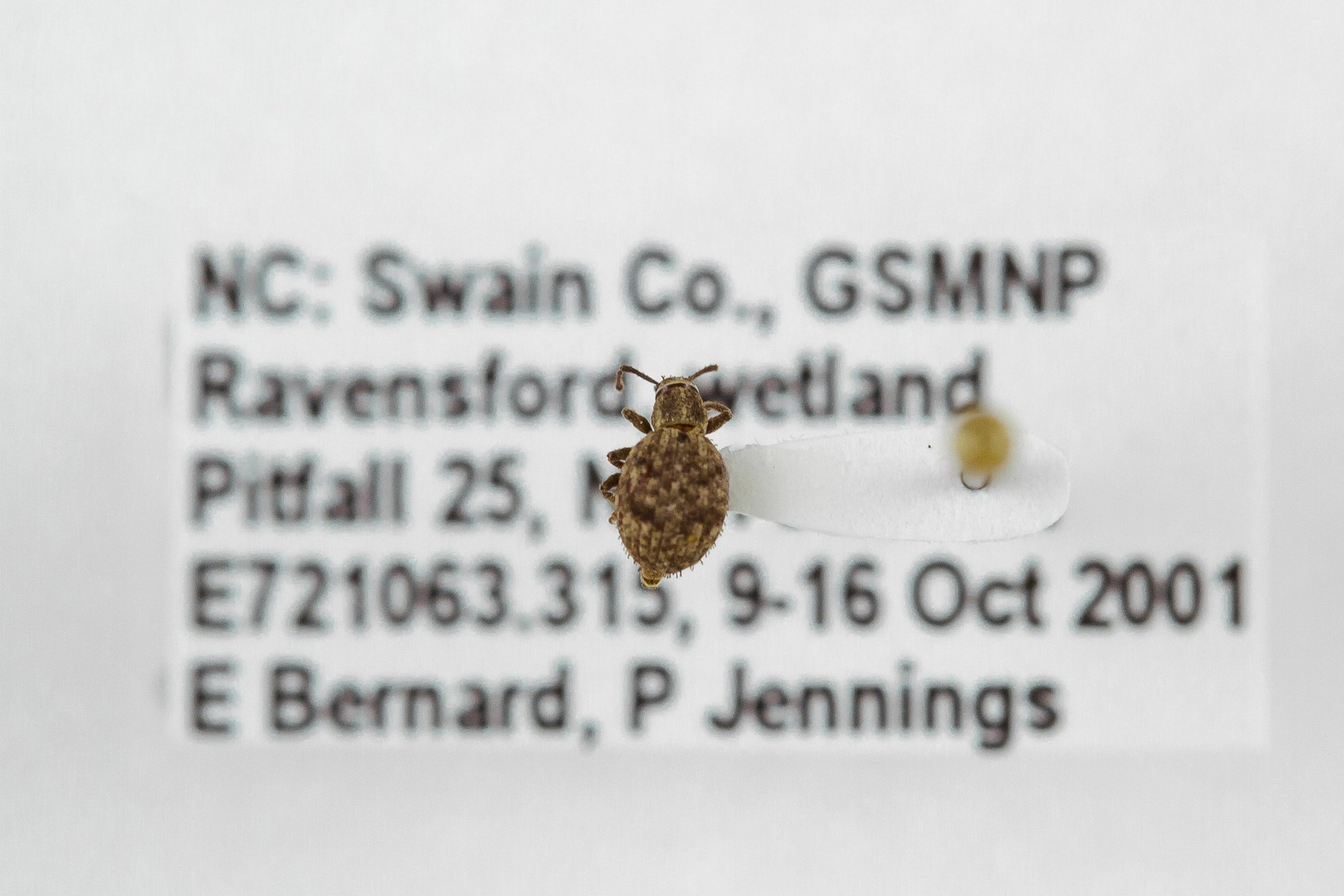 Image of Myllocerus hilleri, a species of Animalia