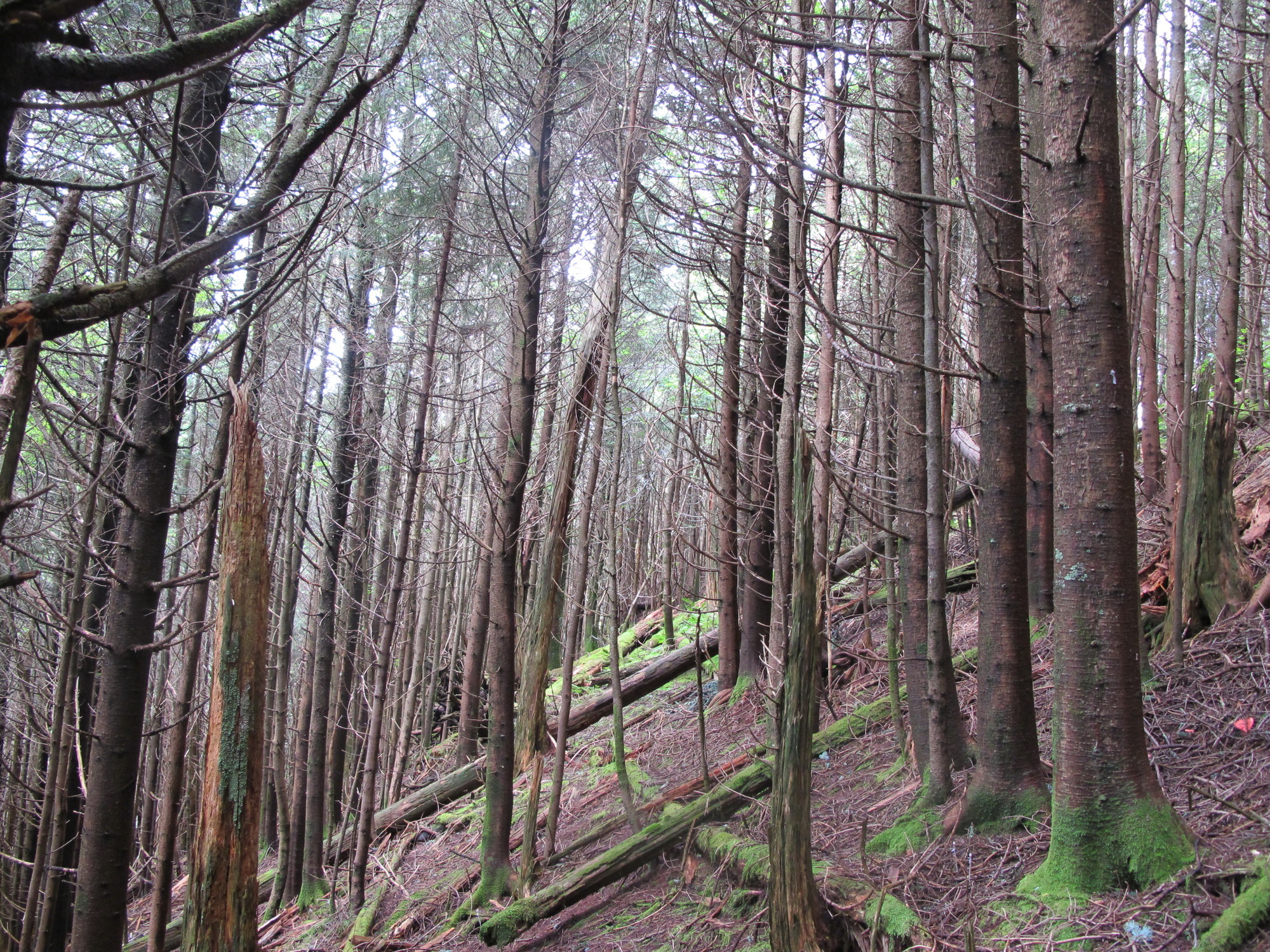 GRSM Accuracy Assessment. Plot Code: GRSM_AA_0009_6