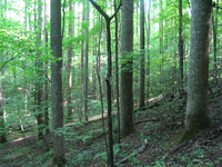 GRSM Accuracy Assessment. Plot Code: GRSM_AA_0516_6