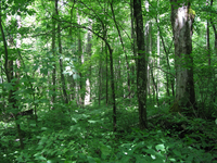 GRSM Accuracy Assessment. Plot Code: GRSM_AA_0647