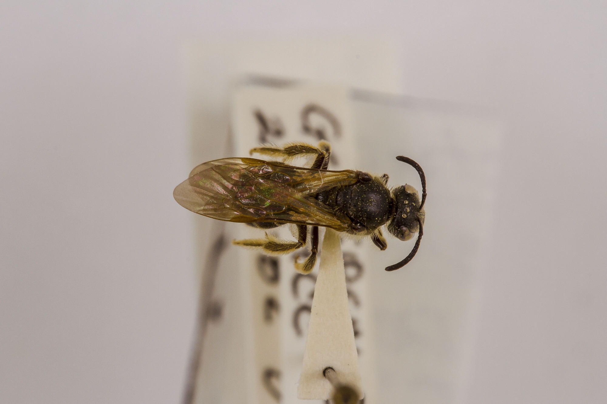 Image of Lasioglossum quebecense, a species of Animalia