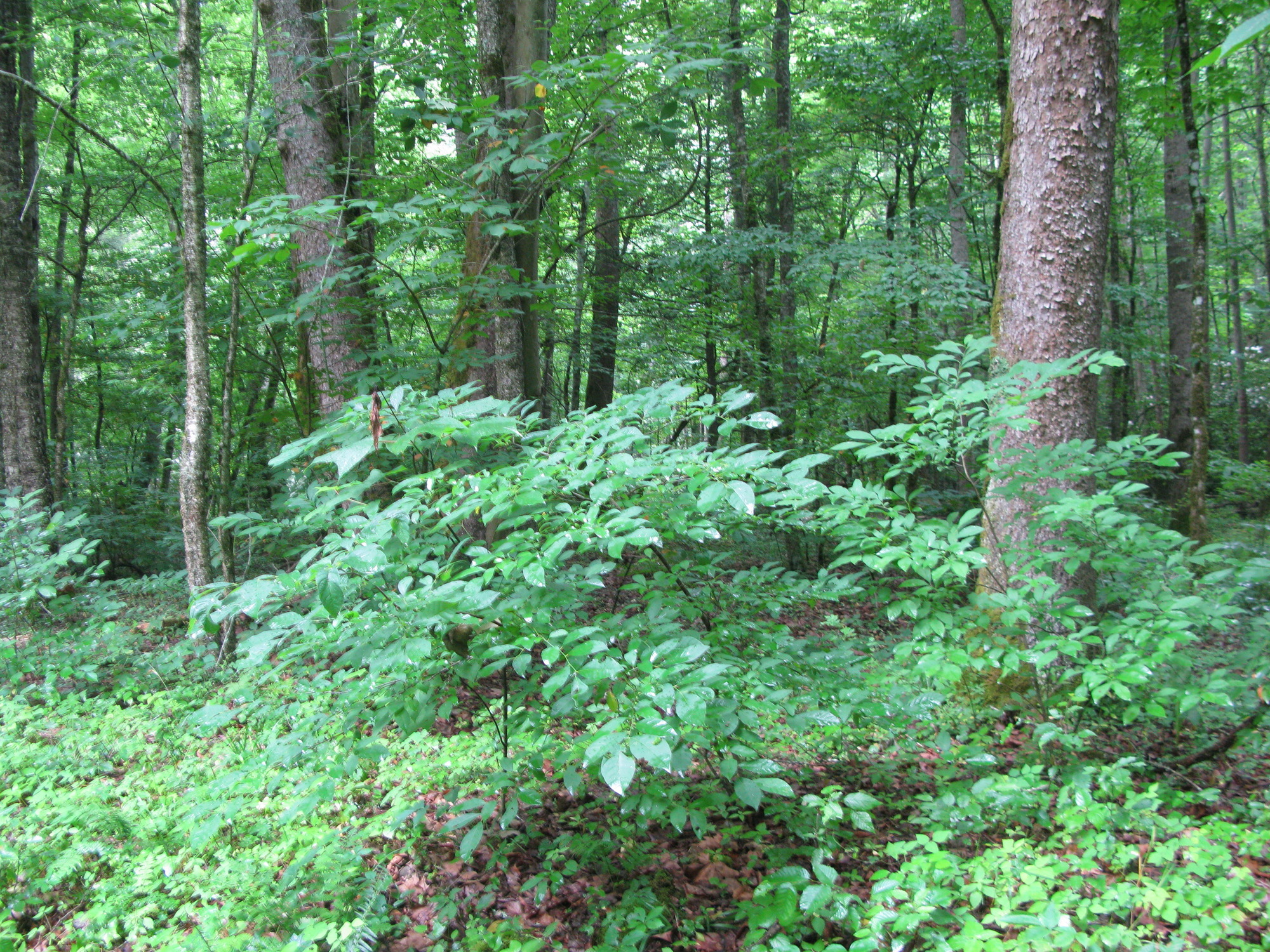 GRSM Accuracy Assessment. Plot Code: GRSM_AA_0105_6