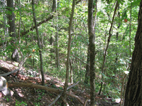 GRSM Accuracy Assessment. Plot Code: GRSM_AA_0136_3