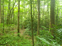 GRSM Accuracy Assessment. Plot Code: GRSM_AA_0664_6