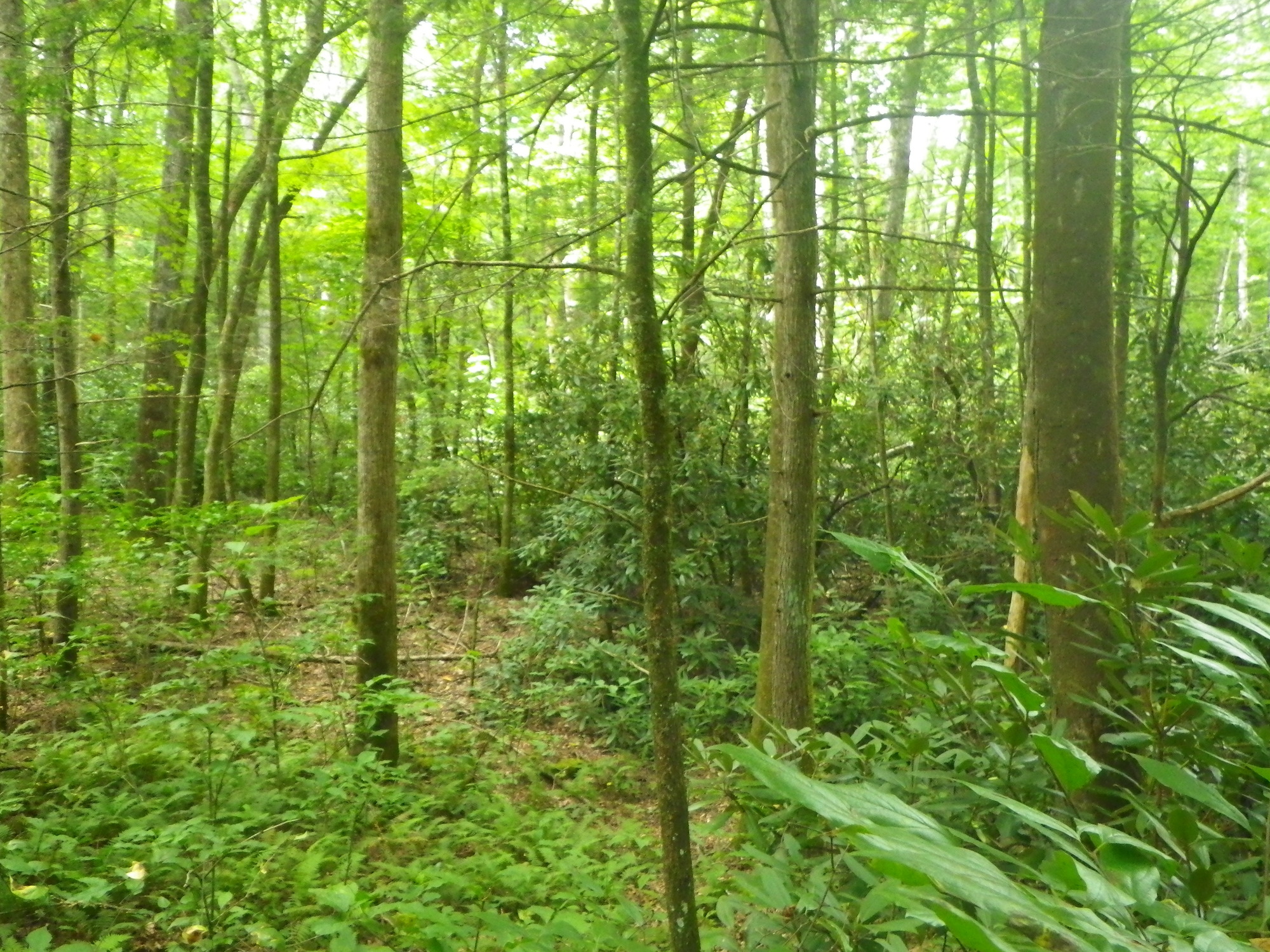 GRSM Accuracy Assessment. Plot Code: GRSM_AA_0664_6