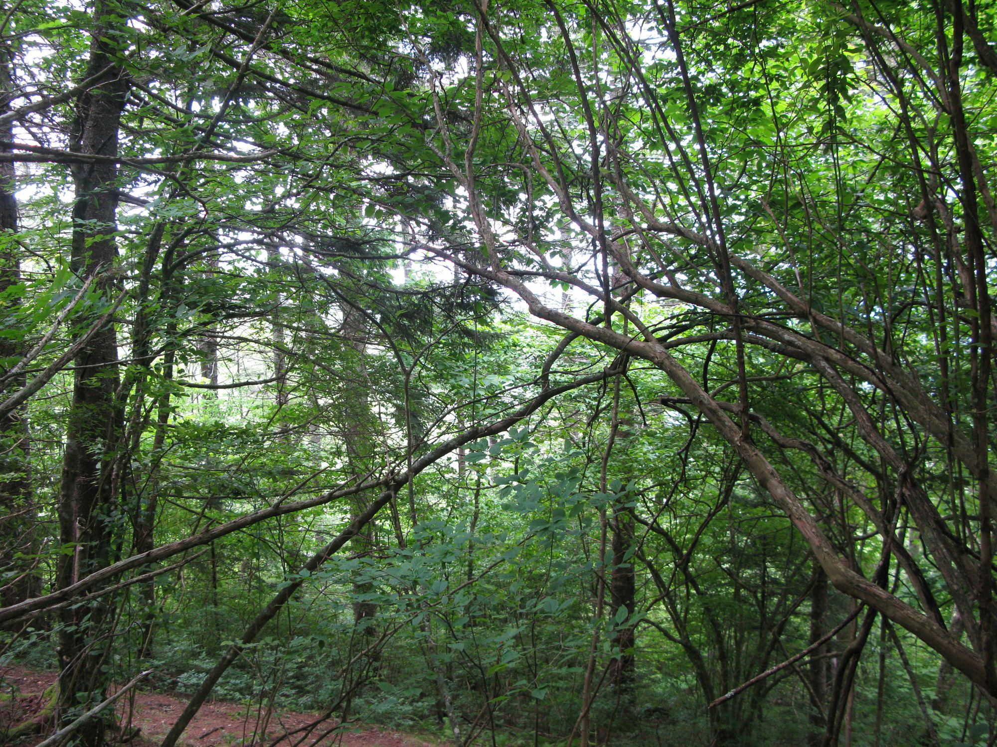 GRSM Accuracy Assessment. Plot Code: GRSM_AA_0074_4