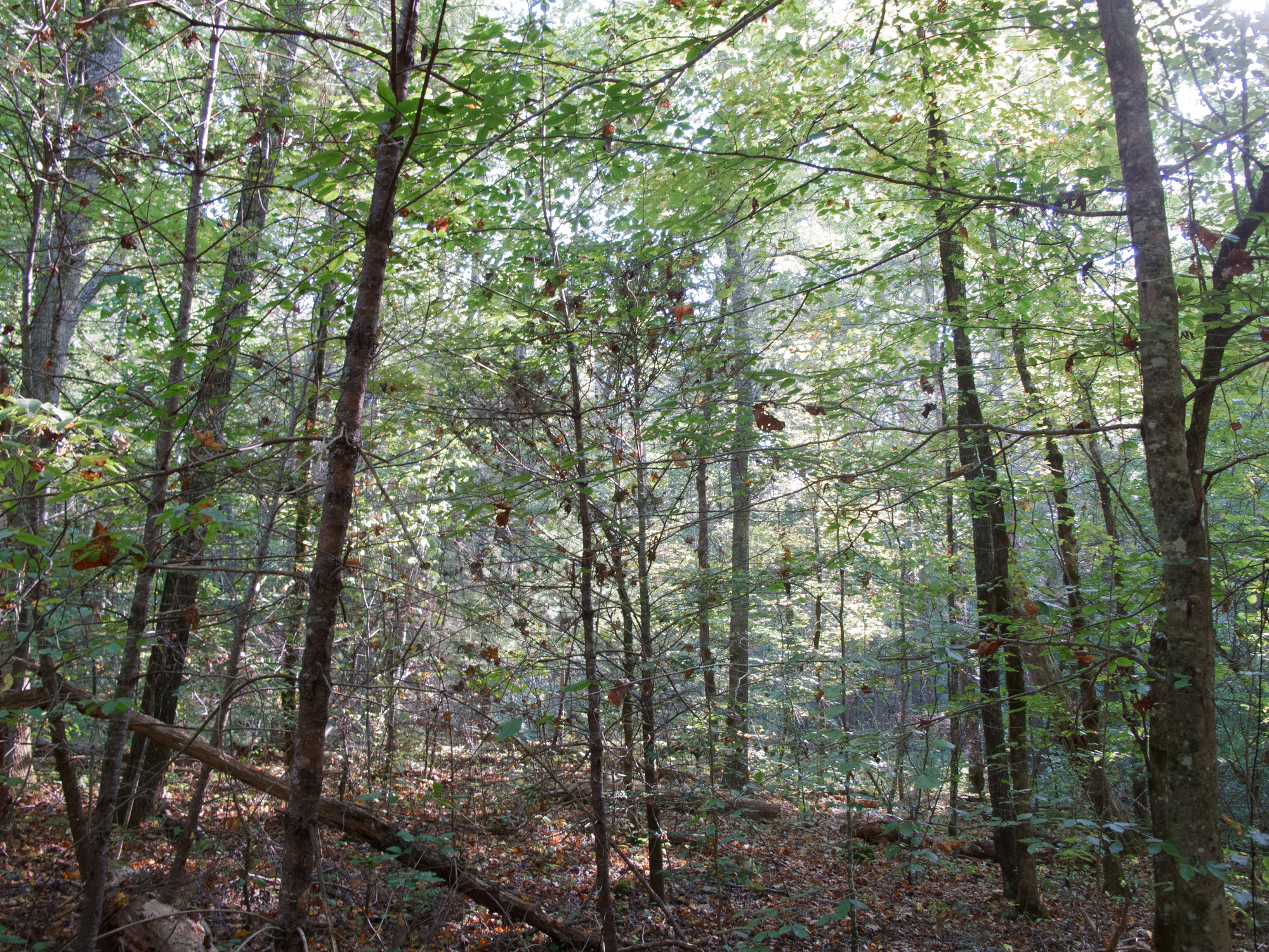 GRSM Accuracy Assessment. Plot Code: GRSM_AA_0934_3