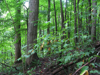 GRSM Accuracy Assessment. Plot Code: GRSM_AA_0517_3