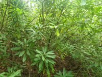 Plot Code: GRSM_AA_0486_4