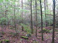 GRSM Accuracy Assessment. Plot Code: GRSM_AA_0202_2