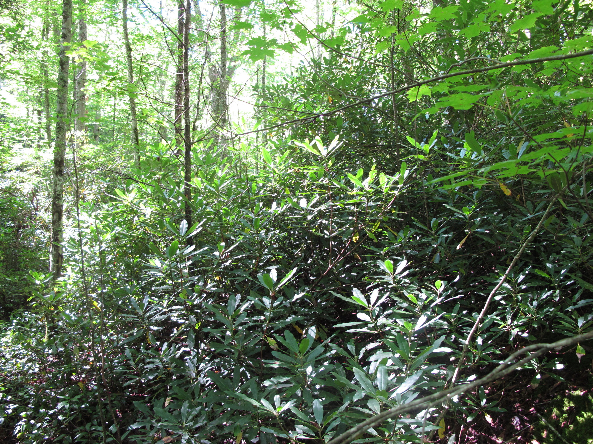 GRSM Accuracy Assessment. Plot Code: GRSM_AA_0283_4