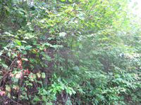 GRSM Accuracy Assessment. Plot Code: GRSM_AA_0680_5