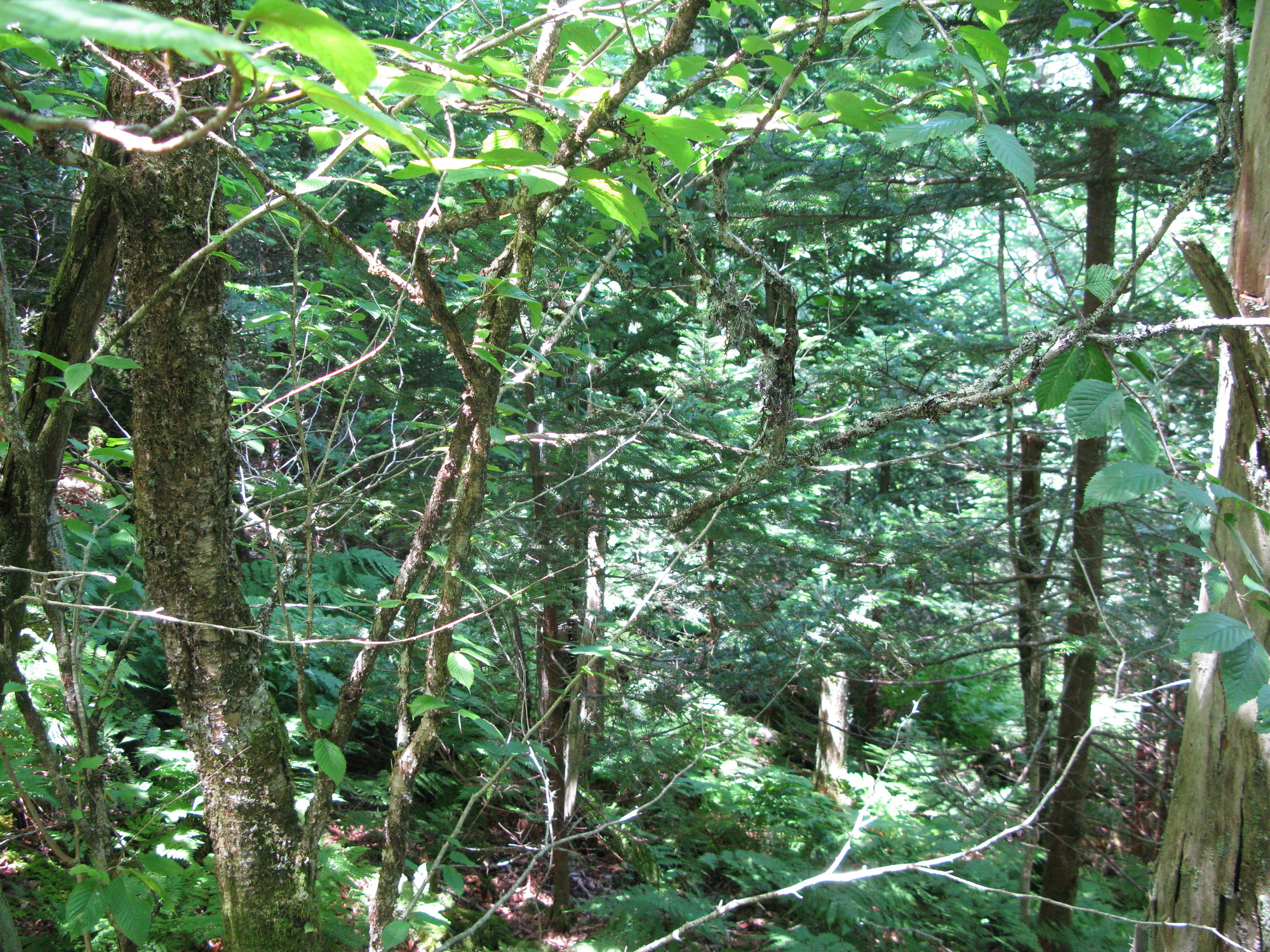 GRSM Accuracy Assessment. Plot Code: GRSM_AA_0101_6