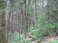 GRSM Accuracy Assessment. Plot Code: GRSM_AA_0965_4