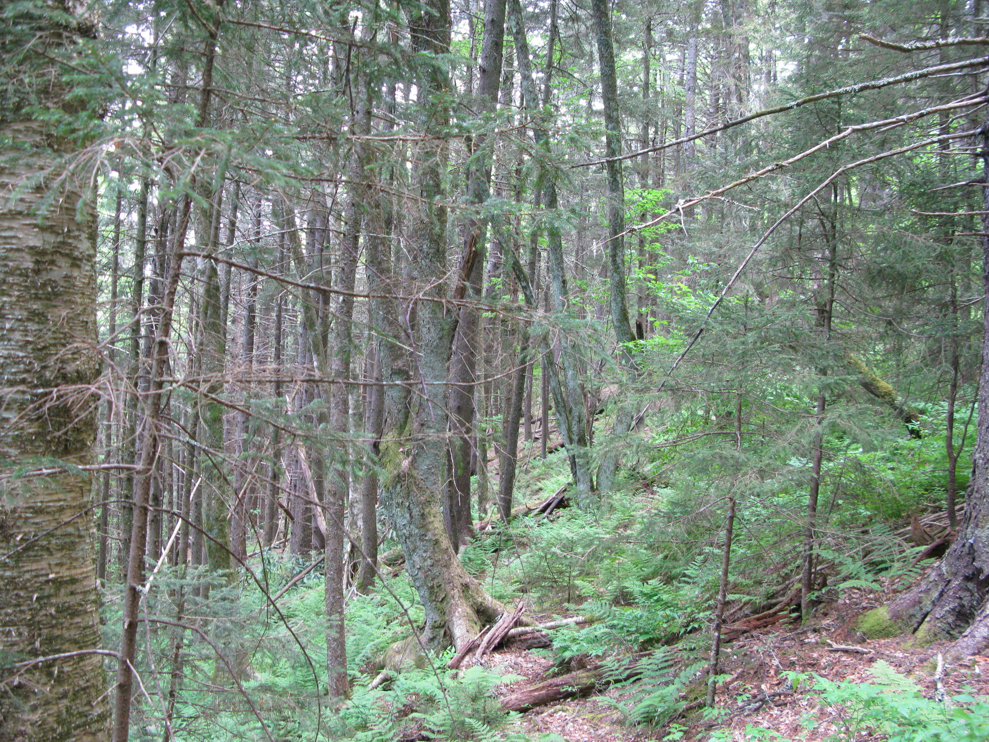 GRSM Accuracy Assessment. Plot Code: GRSM_AA_0965_4