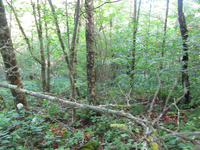 GRSM Accuracy Assessment. Plot Code: GRSM_AA_0252_2