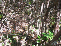 GRSM Accuracy Assessment. Plot Code: GRSM_AA_0316_2