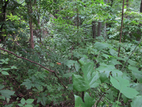 GRSM Accuracy Assessment. Plot Code: GRSM_AA_0843_5