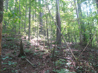 GRSM Accuracy Assessment. Plot Code: GRSM_AA_0455_4