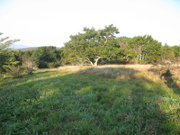 GRSM Accuracy Assessment. Plot Code: GRSM_AA_0305_5