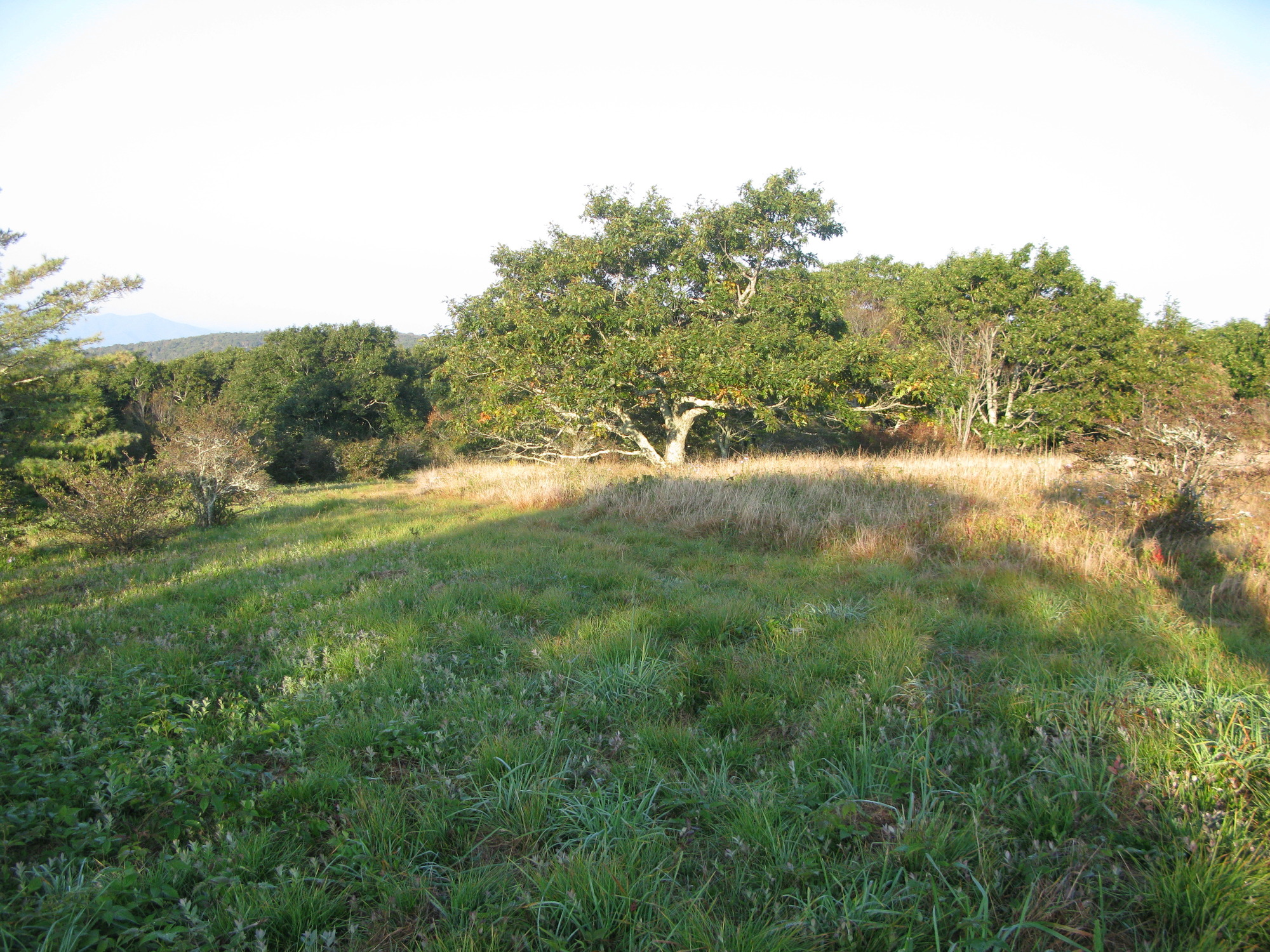 GRSM Accuracy Assessment. Plot Code: GRSM_AA_0305_5