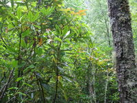 GRSM Accuracy Assessment. Plot Code: GRSM_AA_0067_5