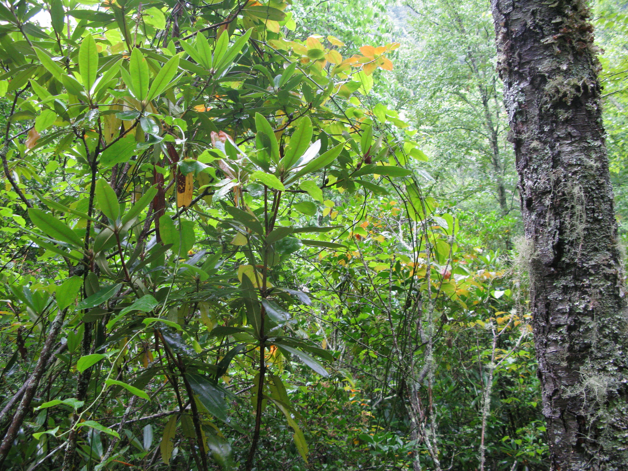 GRSM Accuracy Assessment. Plot Code: GRSM_AA_0067_5