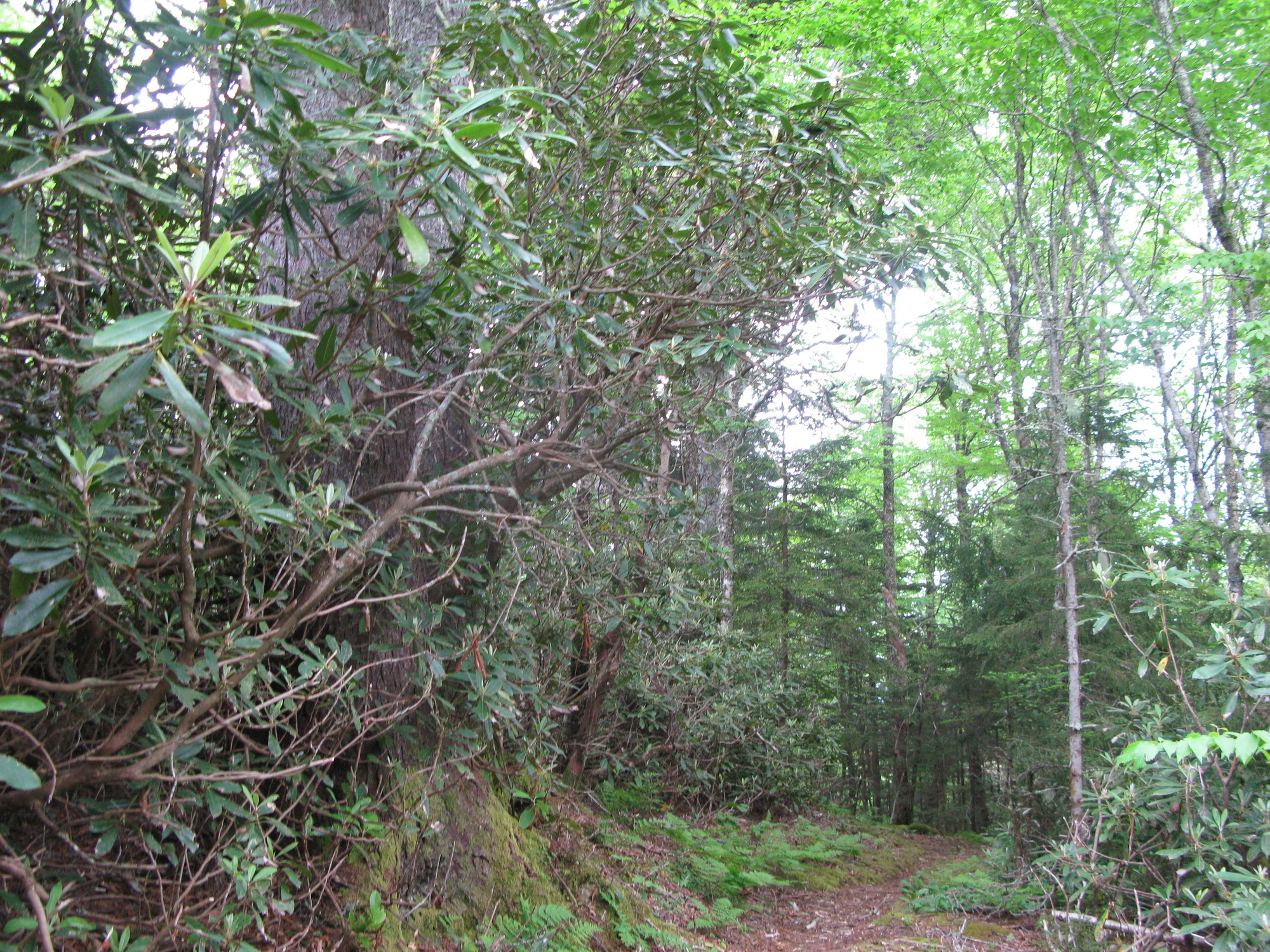 GRSM Accuracy Assessment. Plot Code: GRSM_AA_0834_6