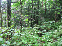 GRSM Accuracy Assessment. Plot Code: GRSM_AA_0142_5