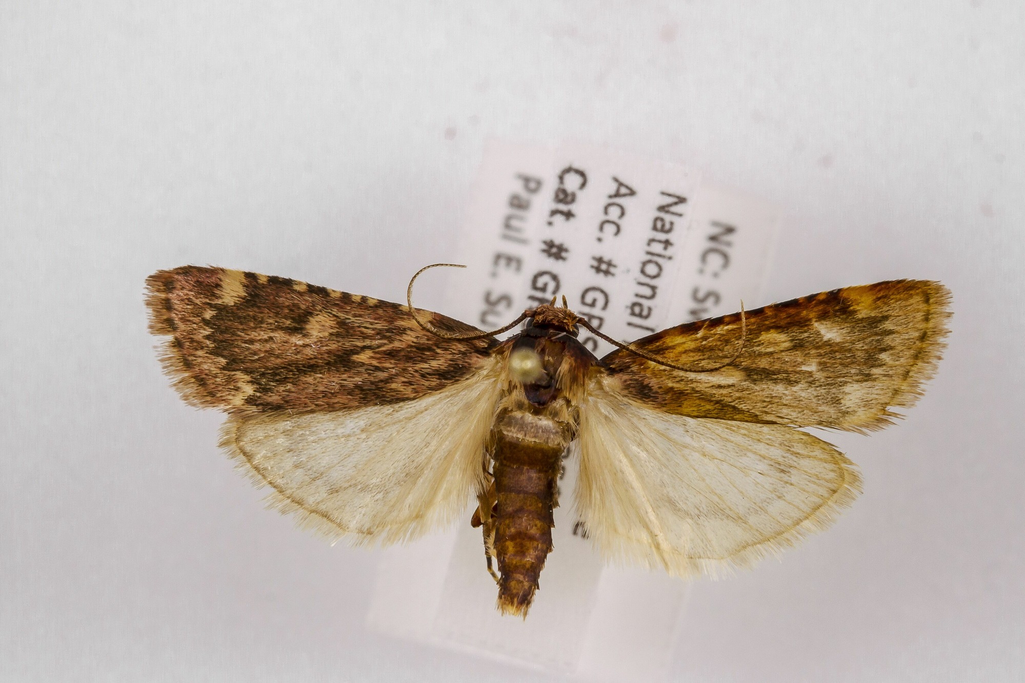 Image of Aglossa cuprina, a species of Animalia