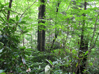 Plot Code: GRSM_AA_0436_6