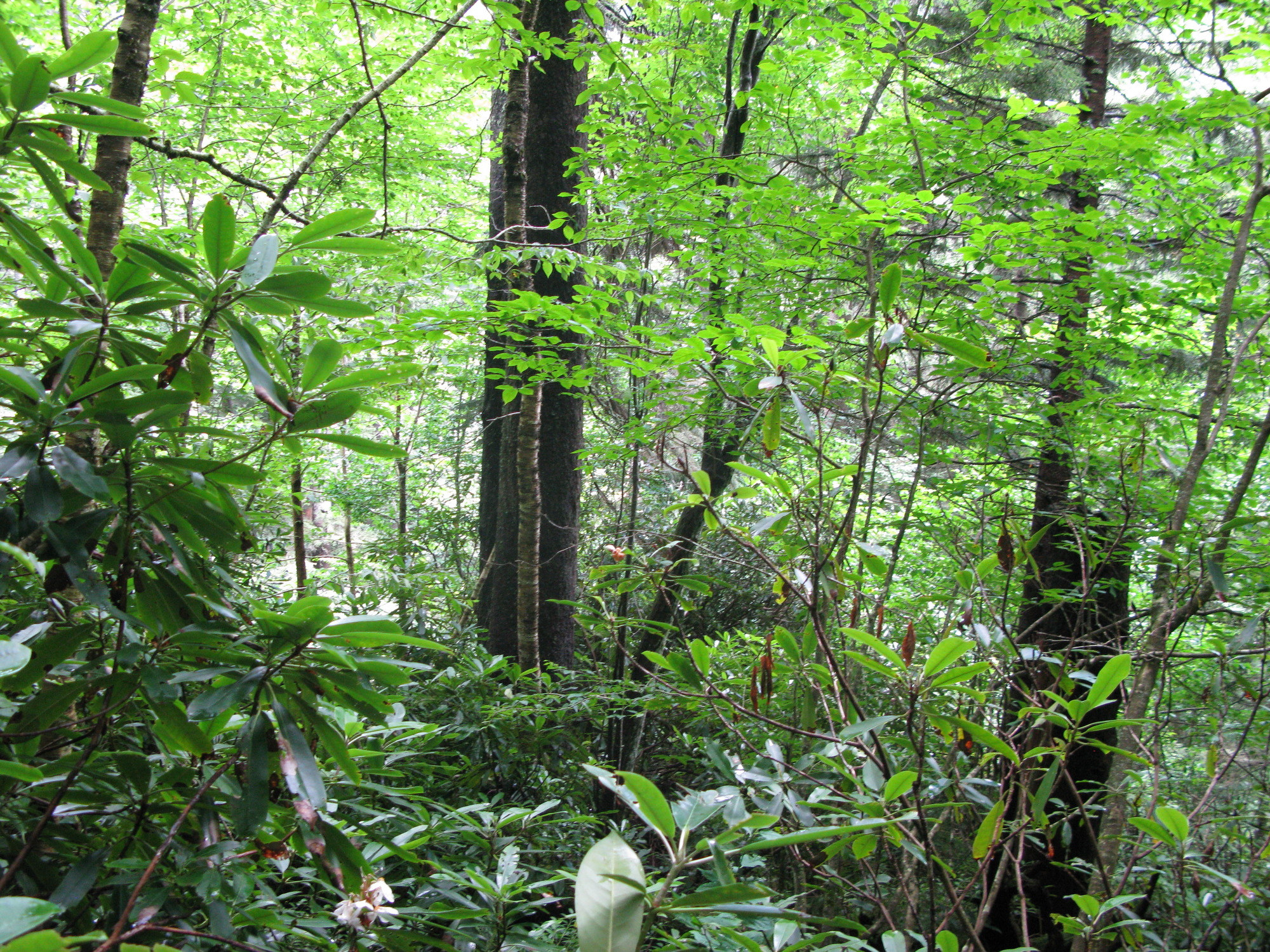 Plot Code: GRSM_AA_0436_6