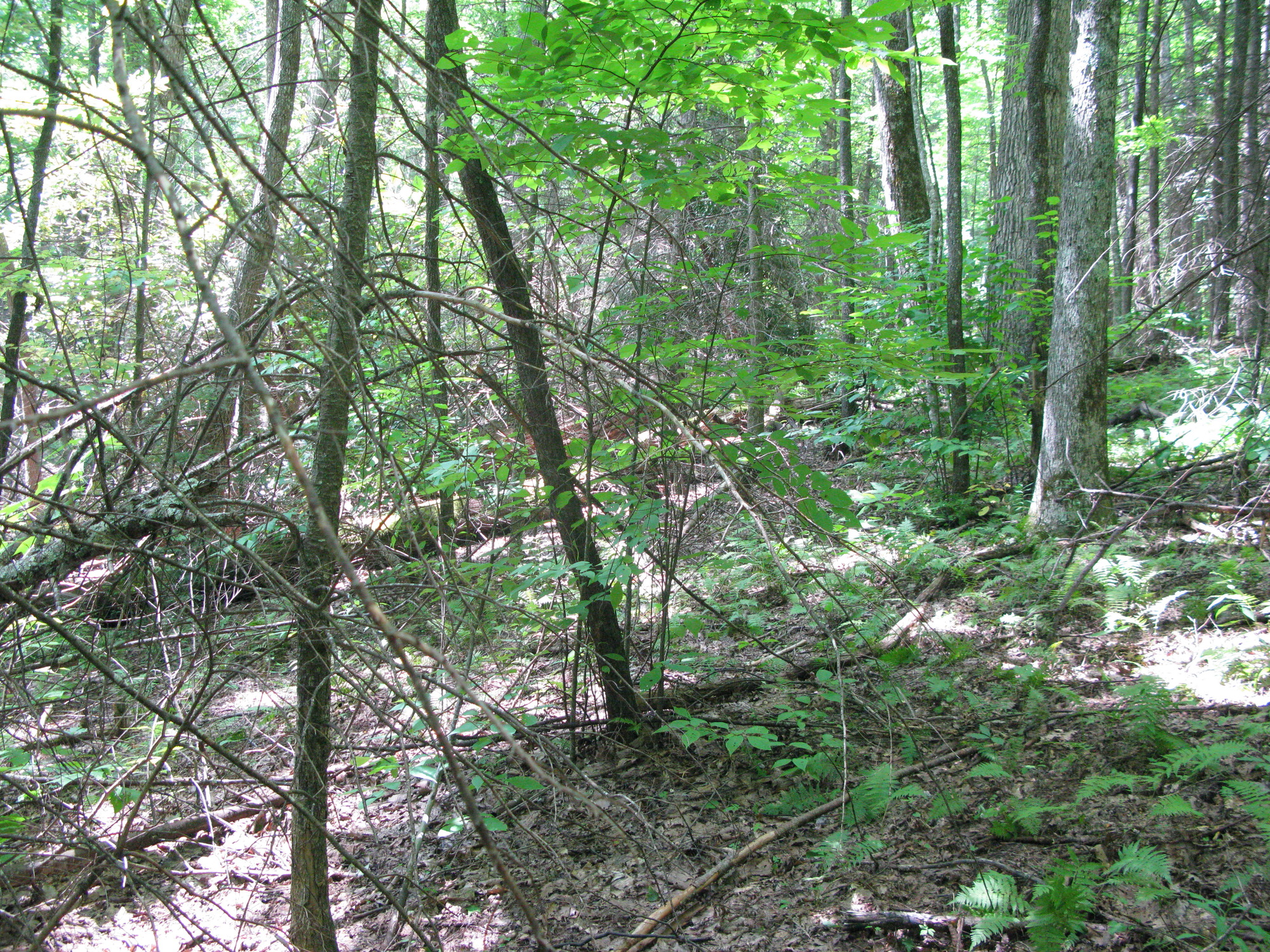 GRSM Accuracy Assessment. Plot Code: GRSM_AA_0385_5