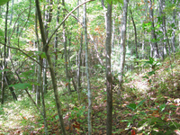 GRSM Accuracy Assessment. Plot Code: GRSM_AA_0038_5