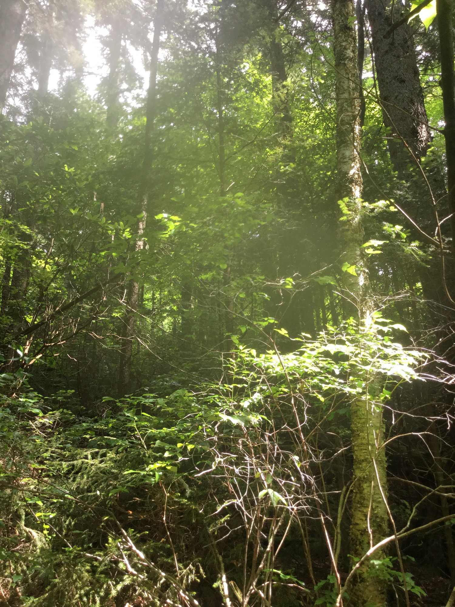 GRSM Accuracy Assessment. Plot Code: GRSM_AA_0141_2